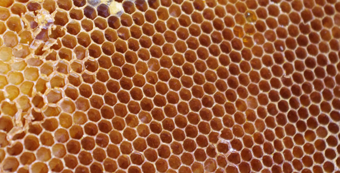 Po co nam pszczoły – warsztaty u pierwszaków i 1- 3cu